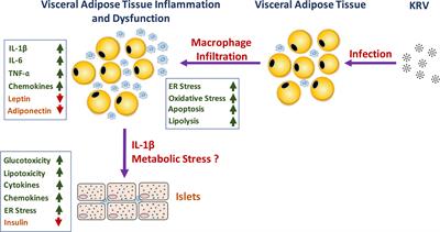 Visceral Adipose Tissue: A New Target Organ in Virus-Induced Type 1 Diabetes